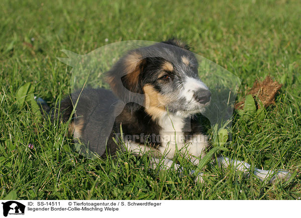 liegender Border-Collie-Mischling Welpe / lying mongrel puppy / SS-14511