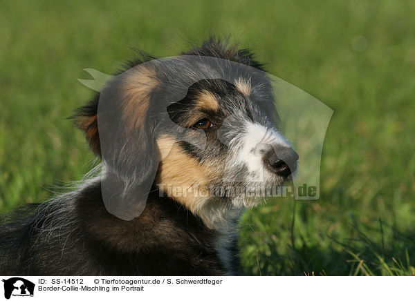 Border-Collie-Mischling im Portrait / Mongrel Puppy Portrait / SS-14512