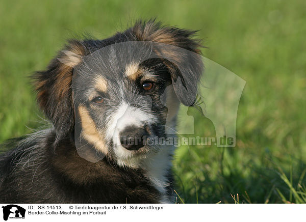 Border-Collie-Mischling im Portrait / Mongrel Puppy Portrait / SS-14513
