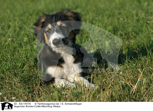 liegender Border-Collie-Mischling Welpe / lying mongrel puppy / SS-14516