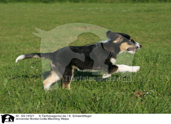 rennender Border-Collie-Mischling Welpe / running Mongrel puppy / SS-14521