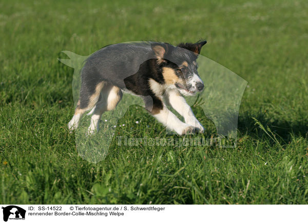 rennender Border-Collie-Mischling Welpe / running Mongrel puppy / SS-14522