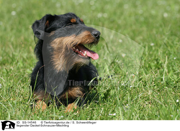 liegender Dackel-Schnauzer-Mischling / lying dachshund-schnauzer-mongrel / SS-14546