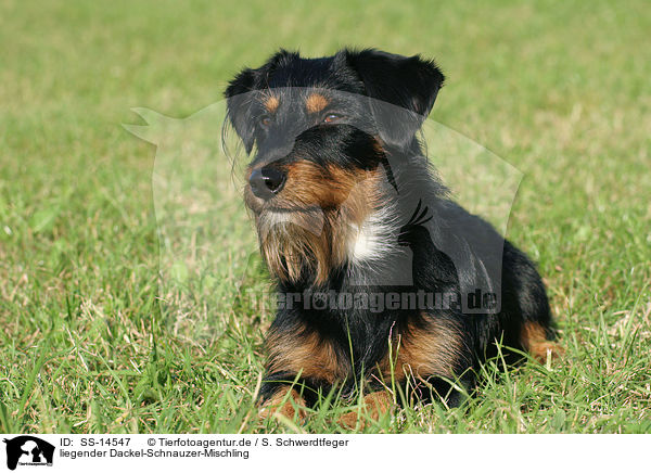 liegender Dackel-Schnauzer-Mischling / SS-14547