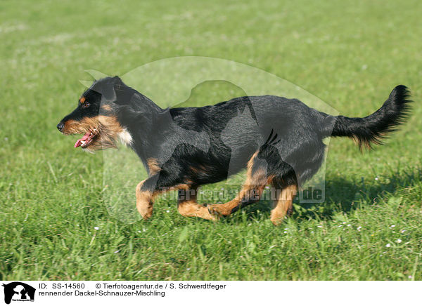 rennender Dackel-Schnauzer-Mischling / running dachshund-schnauzer-mongrel / SS-14560