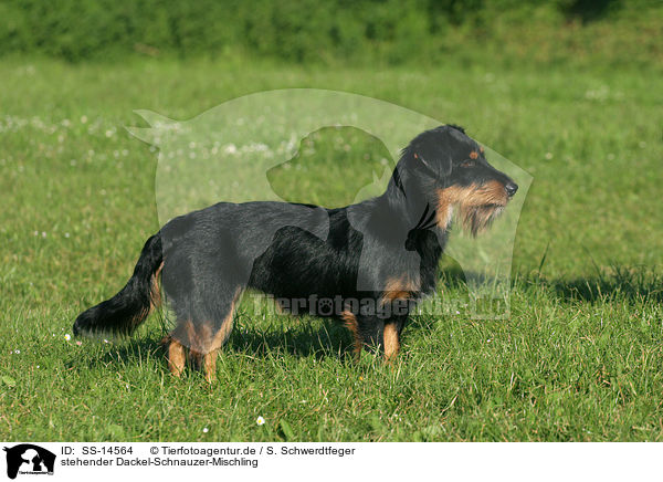 stehender Dackel-Schnauzer-Mischling / standing dachshund-schnauzer-mongrel / SS-14564