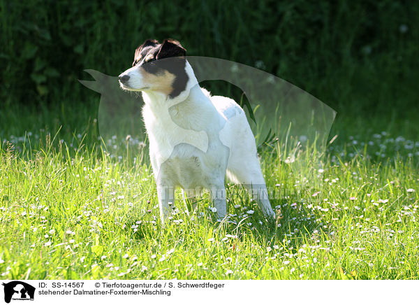 stehender Dalmatiner-Foxterrier-Mischling / standing Mongrel / SS-14567
