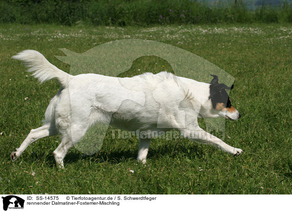 rennender Dalmatiner-Foxterrier-Mischling / running Mongrel / SS-14575