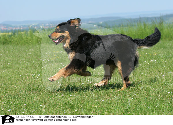 rennender Hovawart-Berner-Sennenhund-Mix / running Hovawart-Berner-Sennenhund-Mix / SS-14637