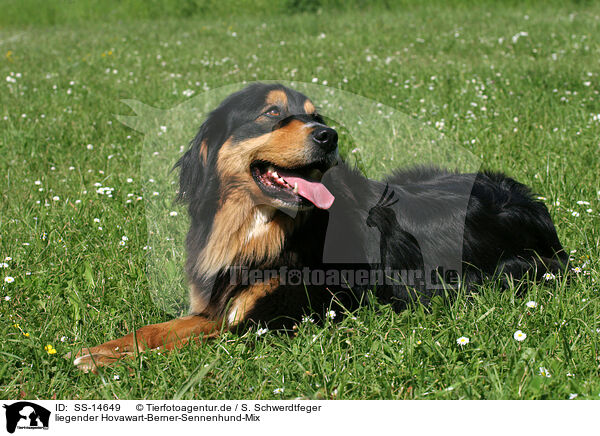 liegender Hovawart-Berner-Sennenhund-Mix / lying Hovawart-Berner-Sennenhund-Mix / SS-14649