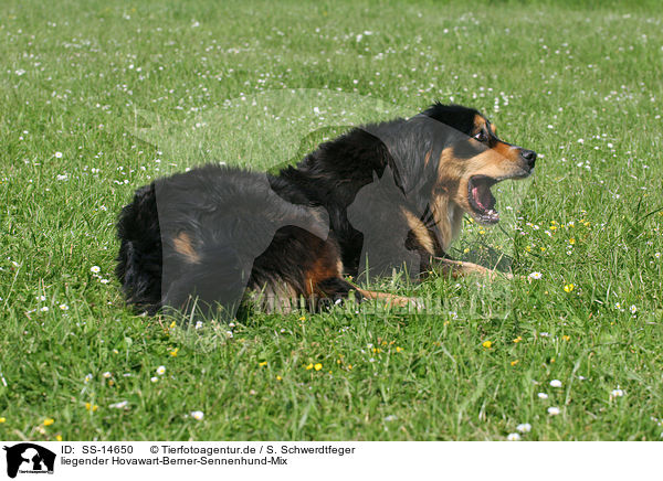 liegender Hovawart-Berner-Sennenhund-Mix / lying Hovawart-Berner-Sennenhund-Mix / SS-14650