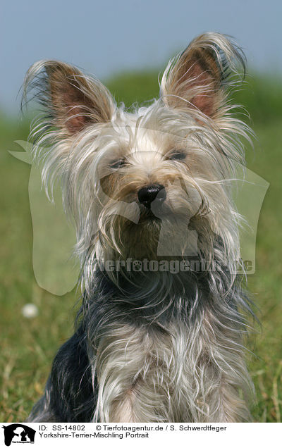 Yorkshire-Terrier-Mischling Portrait / Mongrel Portrait / SS-14802