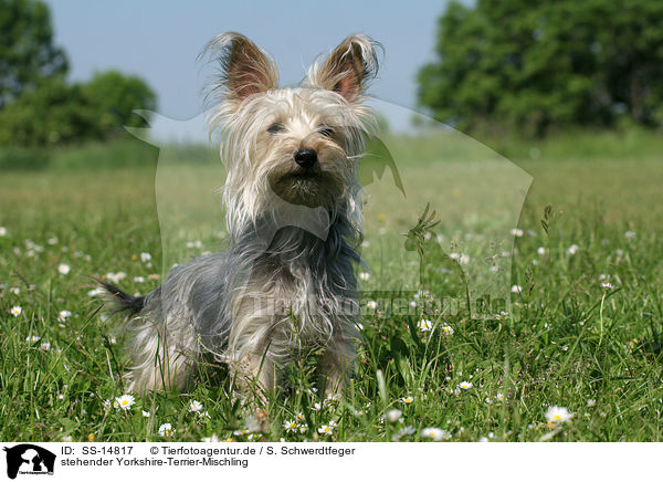 stehender Yorkshire-Terrier-Mischling / standing Mongrel / SS-14817