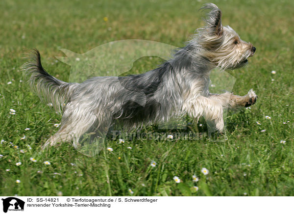 rennender Yorkshire-Terrier-Mischling / running Mongrel / SS-14821