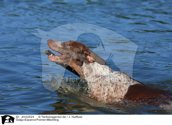 Galgo-Espanol-Pointer-Mischling / mongrel / JH-02524