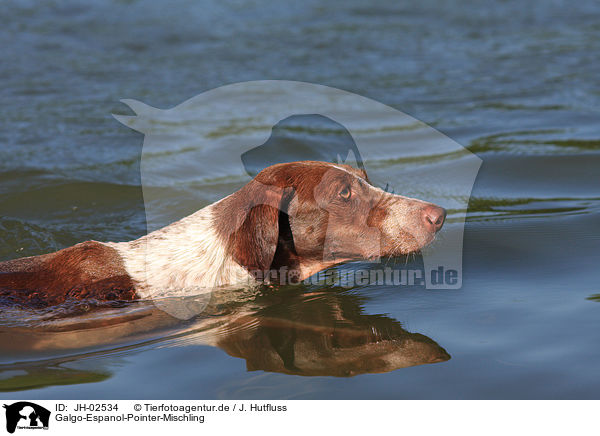 Galgo-Espanol-Pointer-Mischling / mongrel / JH-02534