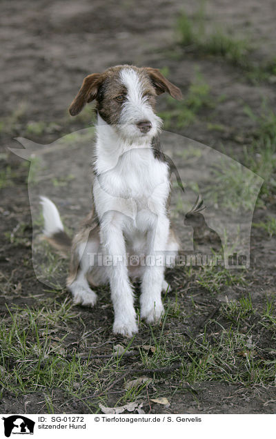 sitzender Hund / sitting dog / SG-01272