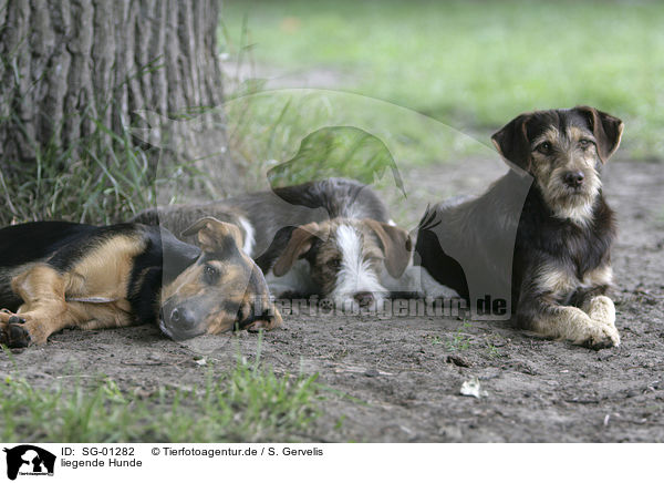 liegende Hunde / lying dogs / SG-01282