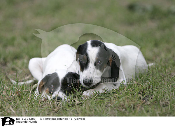 liegende Hunde / lying dogs / SG-01283