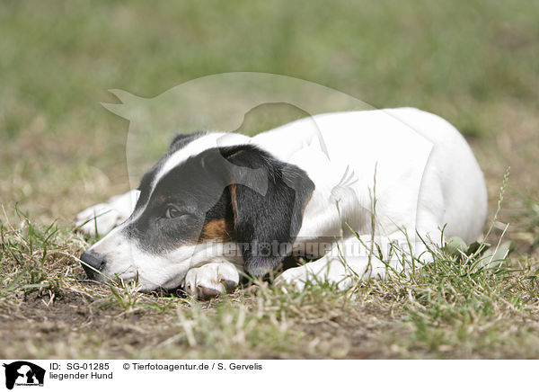 liegender Hund / lying dog / SG-01285
