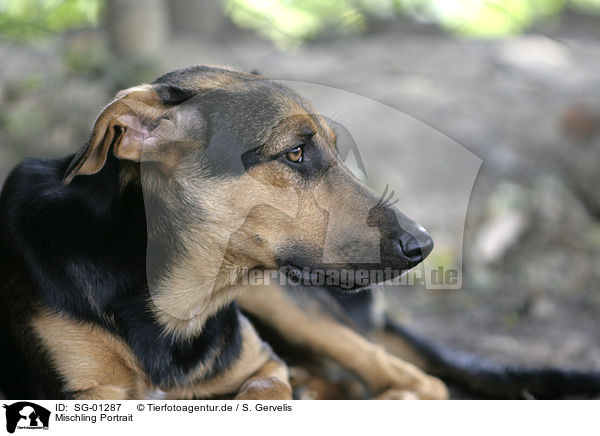 Mischling Portrait / mongrel portrait / SG-01287