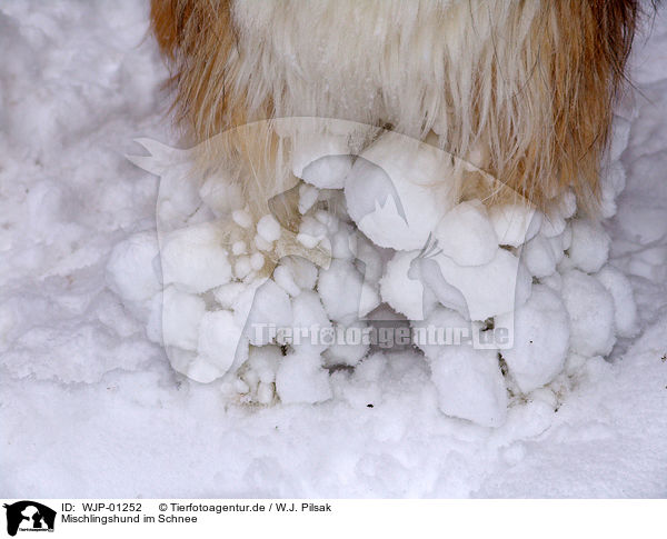 Mischlingshund im Schnee / mongrel in snow / WJP-01252