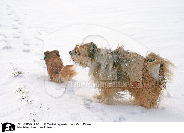 Mischlingshund im Schnee / mongrel in snow / WJP-01290
