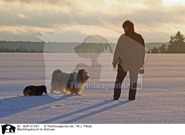 Mischlingshund im Schnee / mongrel in snow / WJP-01291