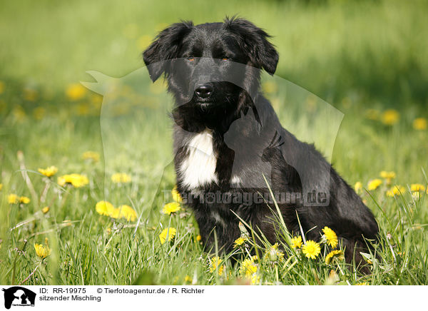 sitzender Mischling / sitting mongrel / RR-19975