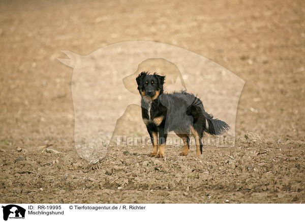 Mischlingshund / mongrel / RR-19995