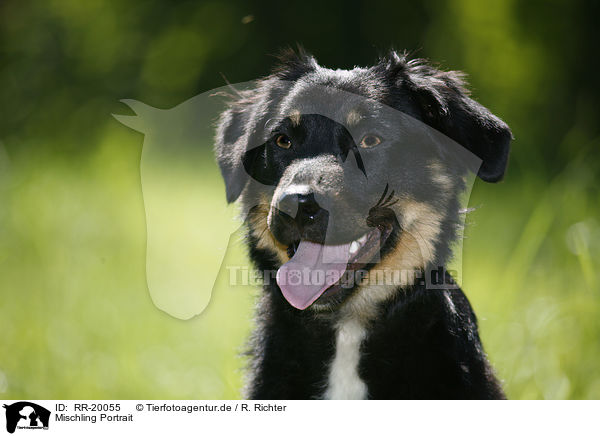 Mischling Portrait / mongrel portrait / RR-20055