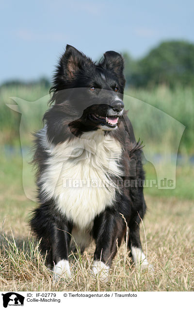 Collie-Mischling / mongrel / IF-02779