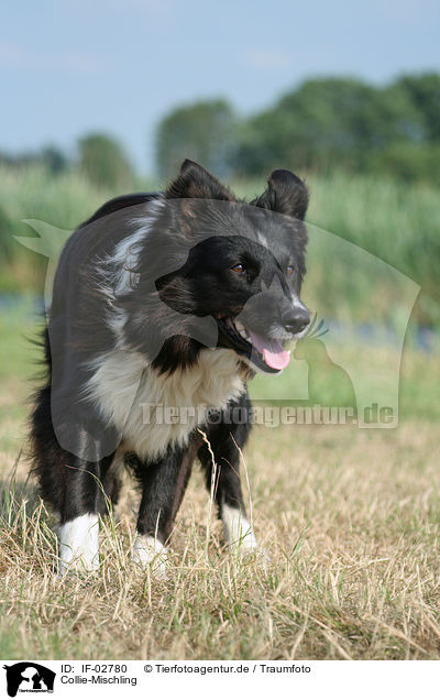 Collie-Mischling / mongrel / IF-02780