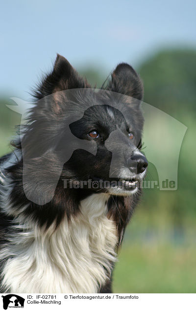 Collie-Mischling / mongrel / IF-02781