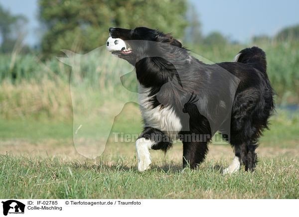 Collie-Mischling / mongrel / IF-02785