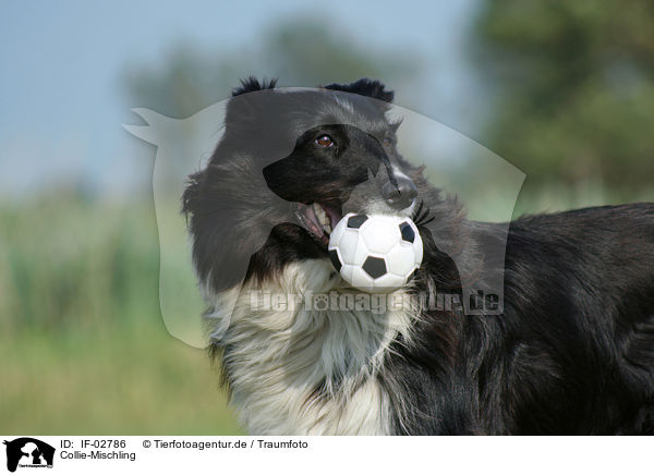 Collie-Mischling / IF-02786