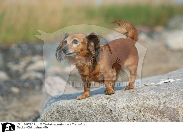 Dackel-Chihuahua-Mix / Teckel-Chihuahua mongrel / IF-02802