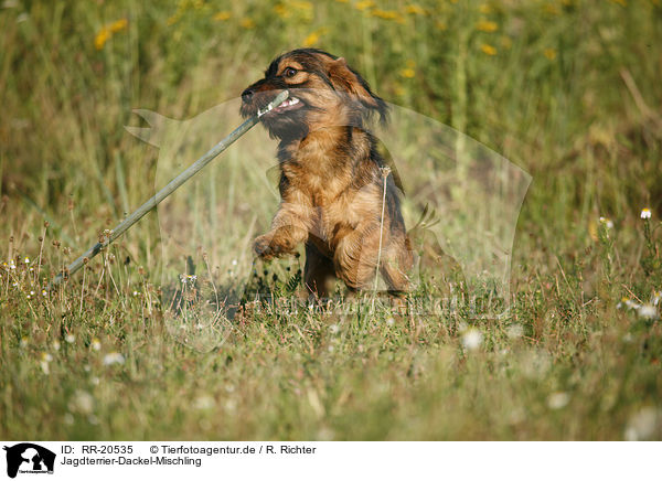 Jagdterrier-Dackel-Mischling / mongrel / RR-20535