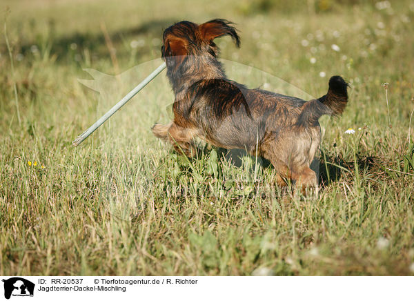 Jagdterrier-Dackel-Mischling / RR-20537