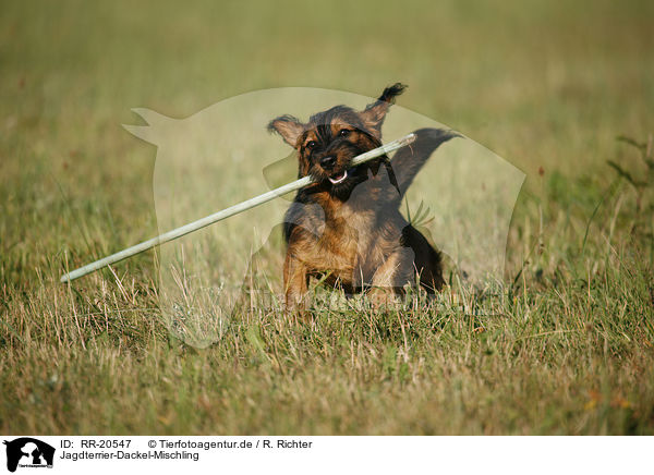 Jagdterrier-Dackel-Mischling / RR-20547