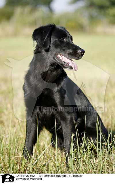 schwarzer Mischling / black mongrel / RR-20562
