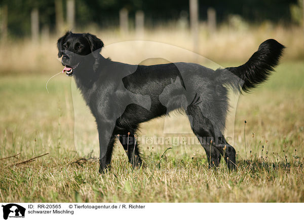 schwarzer Mischling / black mongrel / RR-20565