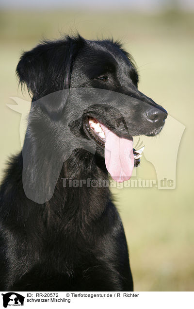 schwarzer Mischling / black mongrel / RR-20572