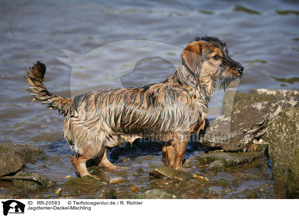 Jagdterrier-Dackel-Mischling / mongrel / RR-20583