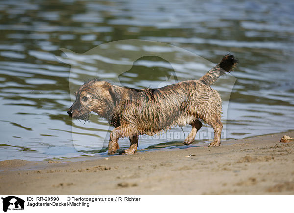 Jagdterrier-Dackel-Mischling / mongrel / RR-20590