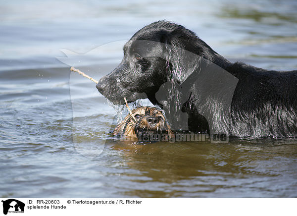 spielende Hunde / RR-20603