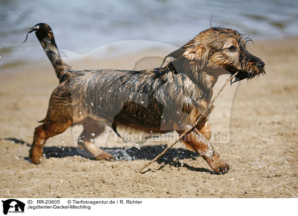 Jagdterrier-Dackel-Mischling / RR-20605
