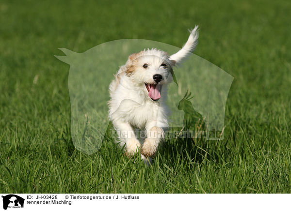 rennender Mischling / running mongrel / JH-03428