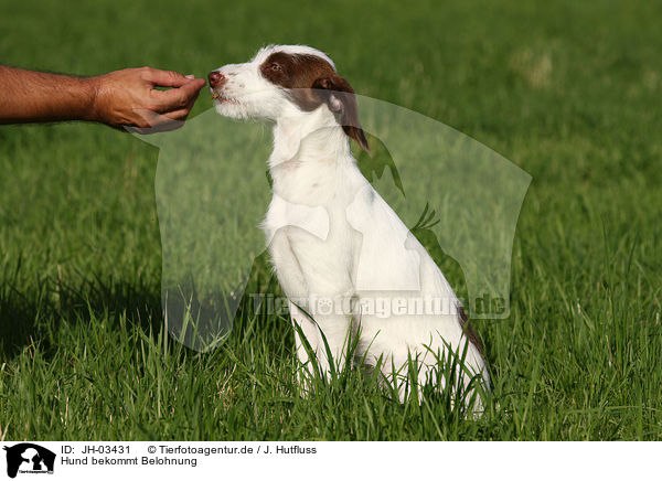 Hund bekommt Belohnung / dog gets treat / JH-03431