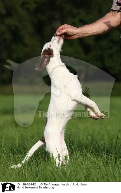 Hund bekommt Belohnung / dog gets treat / JH-03442